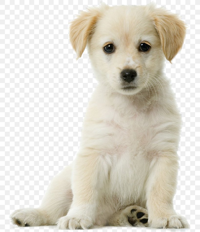 Golden Retriever Siberian Husky Puppy Cuteness Pet, PNG, 751x951px, Golden Retriever, Boo, Carnivoran, Companion Dog, Cuteness Download Free