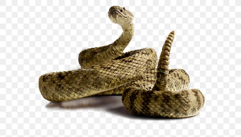 Rattlesnake Clip Art, PNG, 600x466px, Snake, Boa Constrictor, Boas, Colubridae, Eastern Diamondback Rattlesnake Download Free
