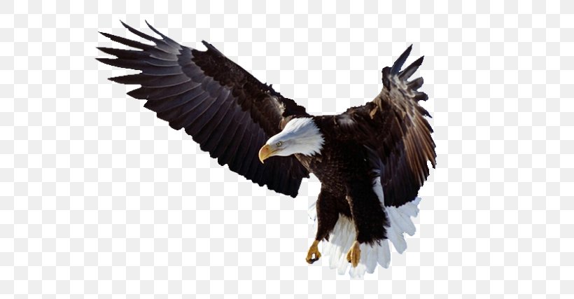 Bald Eagle Bird Desktop Wallpaper, PNG, 600x427px, Bald Eagle, Accipitriformes, Beak, Bird, Bird Of Prey Download Free