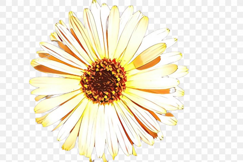 Flowers Background, PNG, 2448x1632px, Cartoon, Aster, Asterales, Calendula, Camomile Download Free