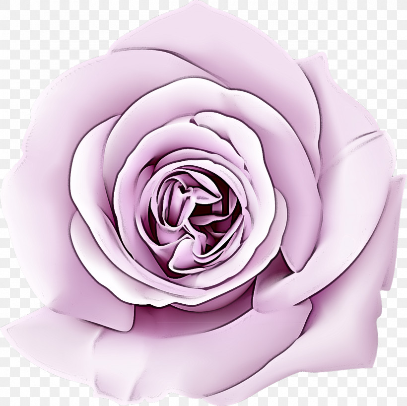 Garden Roses, PNG, 1280x1277px, Garden Roses, Floribunda, Flower, Hybrid Tea Rose, Lavender Download Free