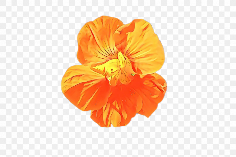 Orange, PNG, 2448x1632px, Orange, Flower, Hawaiian Hibiscus, Herbaceous Plant, Hibiscus Download Free