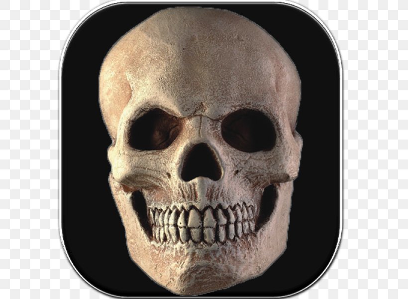 Skull Symbol RocketDock, PNG, 600x600px, Skull, Bone, Brain, City Bar, Computer Software Download Free