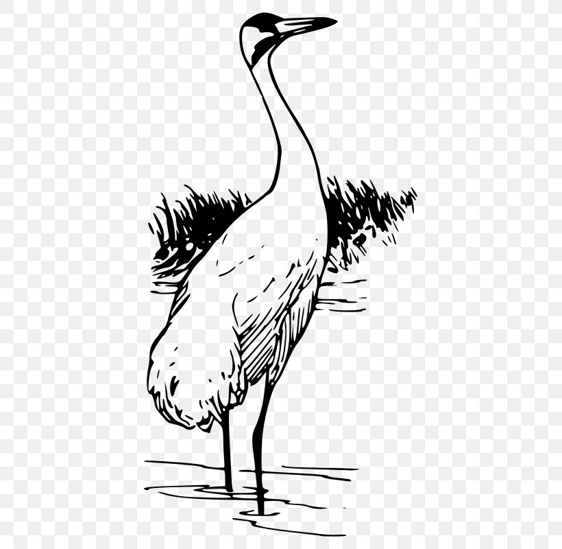 Whooping Crane Bird Clip Art, PNG, 421x800px, Crane, Art, Artwork, Beak, Bird Download Free