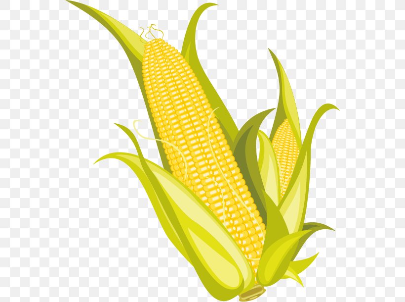 Corn On The Cob Corn Flakes Popcorn Maize, PNG, 556x610px, Corn On The Cob, Commodity, Corn Flakes, Corn Kernel, Corncob Download Free