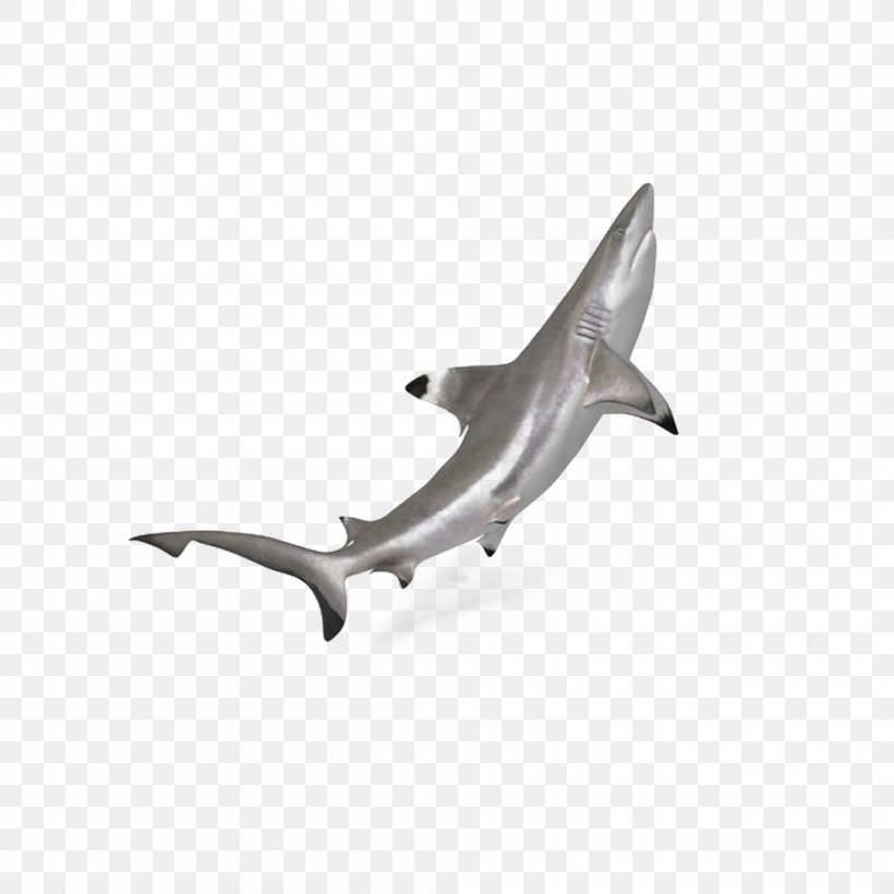 Hammerhead Shark Download, PNG, 1000x1000px, 3d Computer Graphics, Shark, Blacktip Reef Shark, Blacktip Shark, Carcharhiniformes Download Free