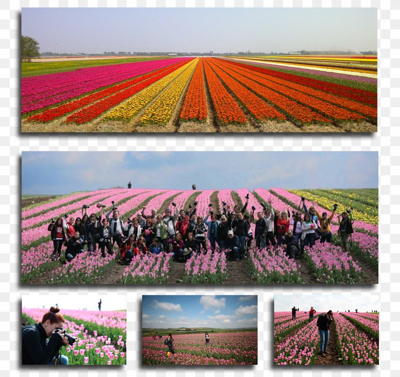 Kelebekler Vadisi Tulip Flower Mardin Province Plant, PNG, 1500x1417px, Tulip, Agriculture, Crop, Ecoregion, Europe Download Free