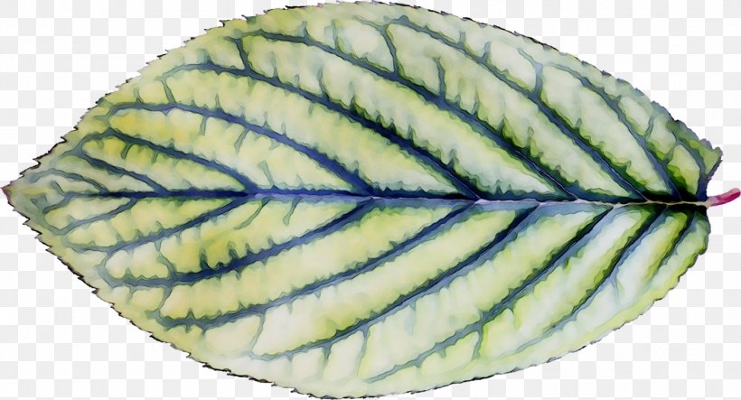 Leaf, PNG, 1408x761px, Leaf, Plant, Plate Download Free