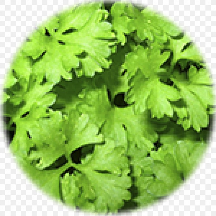 Parsley The Lion Organic Food Herb, PNG, 1024x1024px, Parsley, Chives, Condiment, Coriander, Fines Herbes Download Free