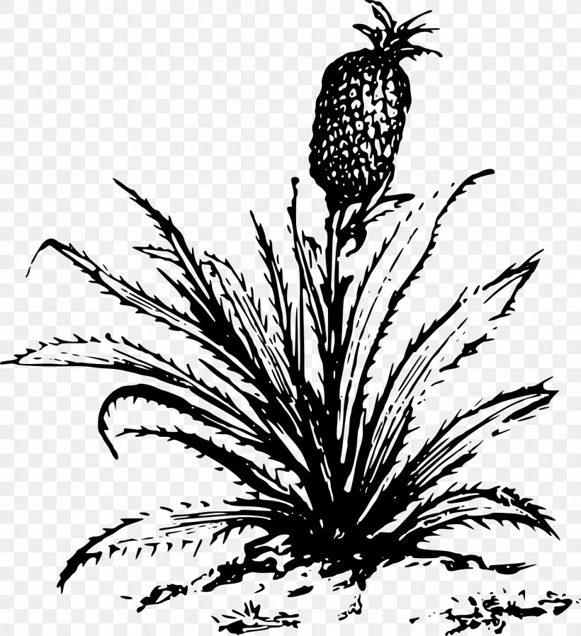 Pineapple Growing Clip Art, PNG, 1752x1920px, Pineapple, Black And White, Branch, Commodity, Flora Download Free