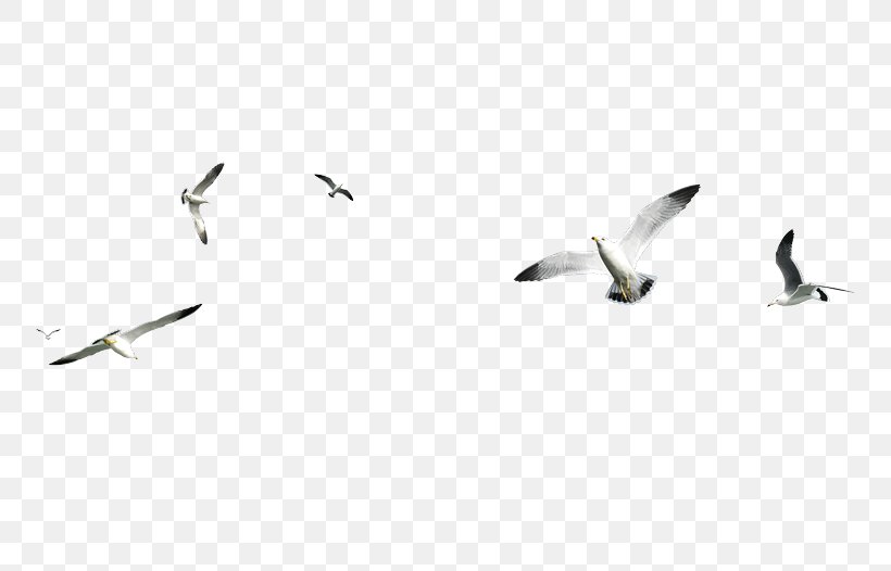 Gulls Bird PhotoScape Clip Art, PNG, 800x526px, Gulls, Animal Migration, Beak, Bird, Bird Migration Download Free