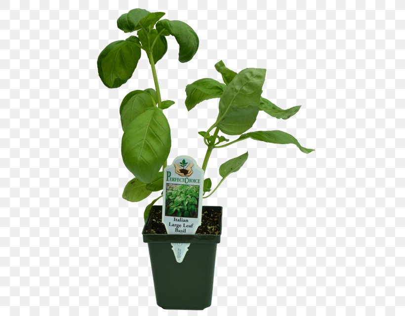 Herb Flowerpot Garden Leaf Houseplant, PNG, 465x640px, Herb, Discover Card, Flowerpot, Garden, Greenhouse Download Free