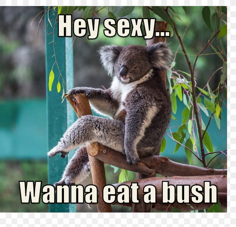 Koala Australia Bear Animal Cuteness, PNG, 975x940px, Watercolor, Cartoon, Flower, Frame, Heart Download Free