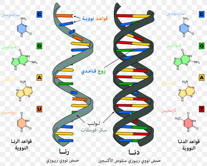 Nucleic Acid Structure RNA DNA, PNG, 1280x1024px, Watercolor, Cartoon, Flower, Frame, Heart Download Free