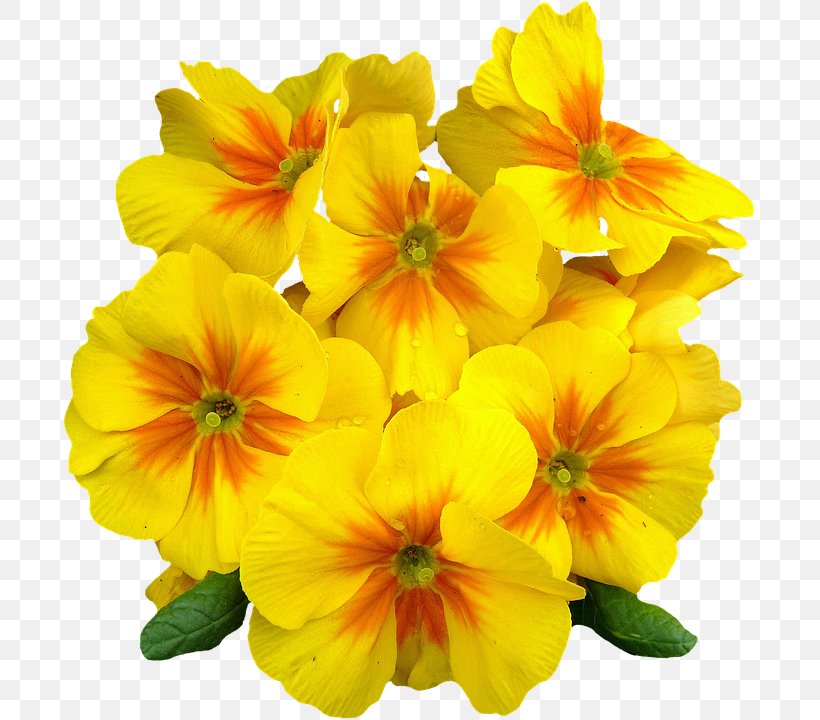 Common Evening-primrose Oenothera Speciosa Flower Yellow, PNG, 696x720px, Primrose, Annual Plant, Common Daisy, Common Eveningprimrose, Cut Flowers Download Free