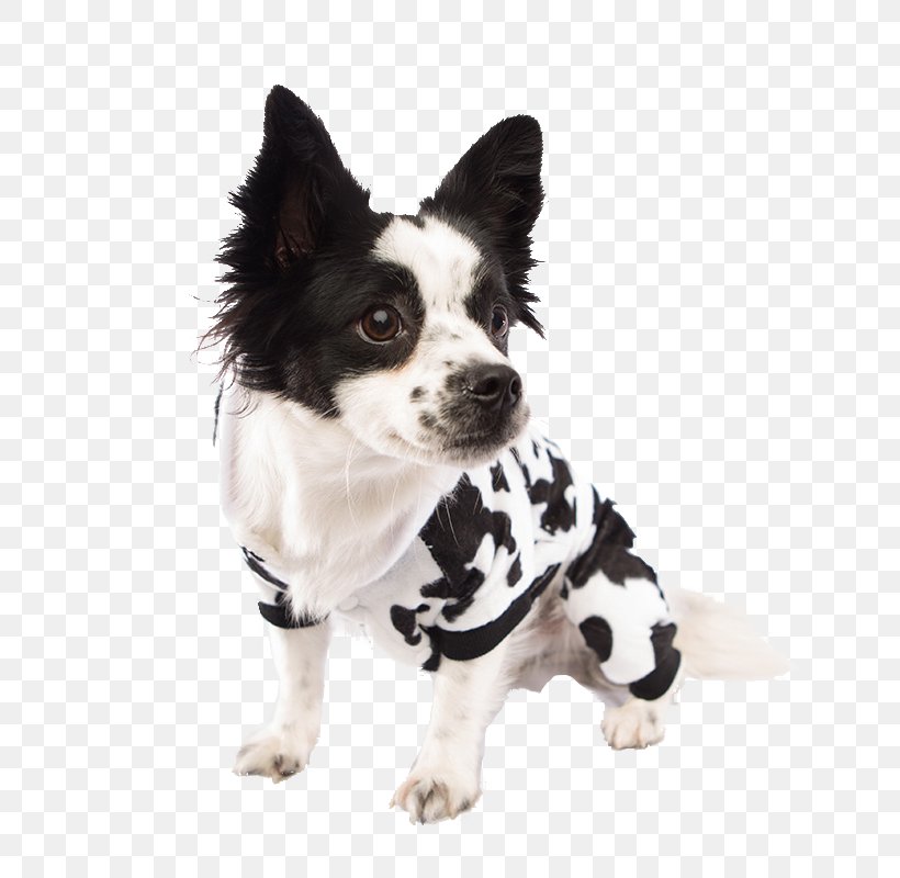 Dog Breed Puppy Costume Clothing, PNG, 800x800px, Dog Breed, Breed, Carnivoran, Clothing, Companion Dog Download Free