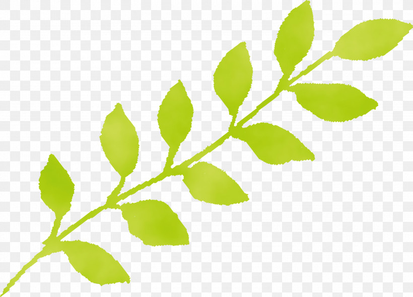 Leaf Plant Flower Green Tree, PNG, 3000x2156px, Watercolor Leaf, Branch, Flower, Green, Leaf Download Free