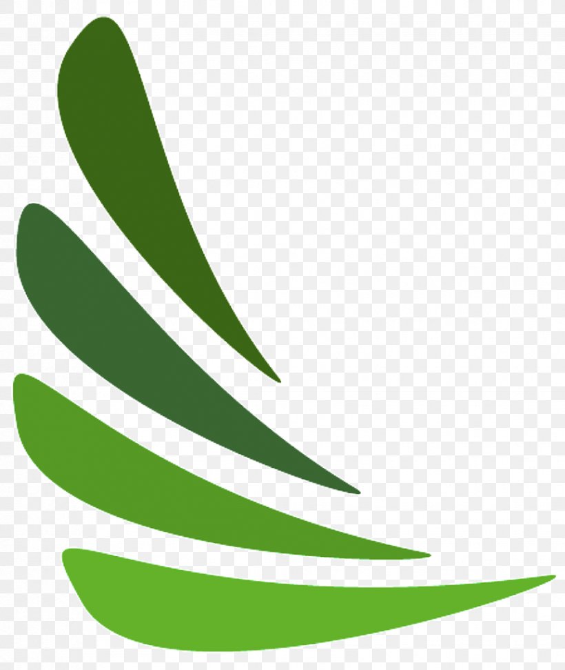 Leaf Plant Stem Line Tree Clip Art, PNG, 864x1024px, Leaf, Grass, Green, Organism, Plant Download Free