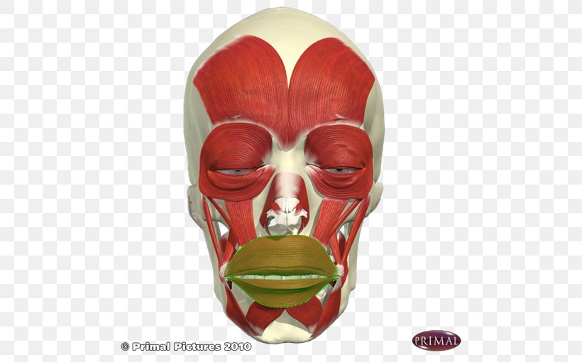 Mask Facial Muscles Face, PNG, 510x510px, Mask, Face, Facial Muscles, Masque, Muscle Download Free