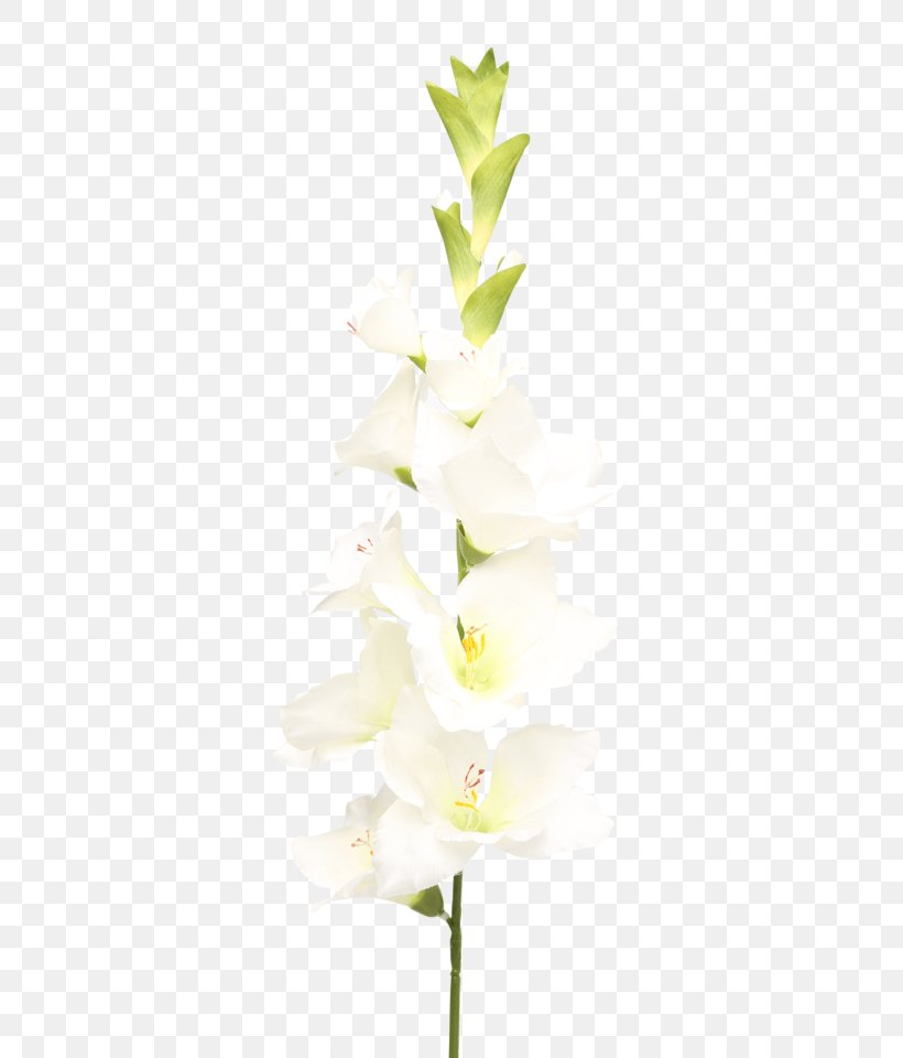 Moth Orchids Cut Flowers Floral Design Plant Stem, PNG, 640x960px, Moth Orchids, Cut Flowers, Floral Design, Flower, Flowering Plant Download Free