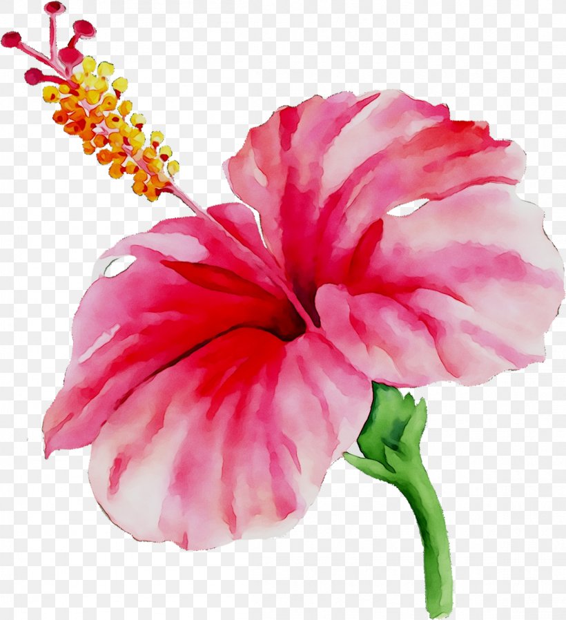Rosemallows Texas House Design YouTube, PNG, 1154x1265px, Rosemallows, Annual Plant, Anthurium, Botany, Carnation Download Free