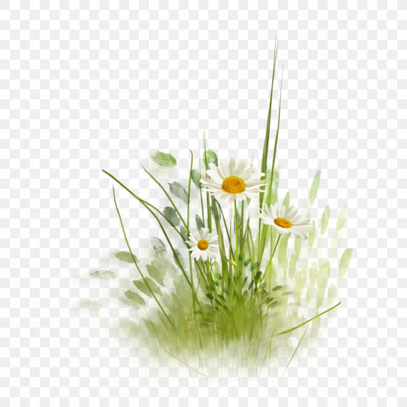 Flower Common Daisy Clip Art, PNG, 1000x1000px, Flower, Bud, Chrysanthemum, Common Daisy, Daisy Download Free