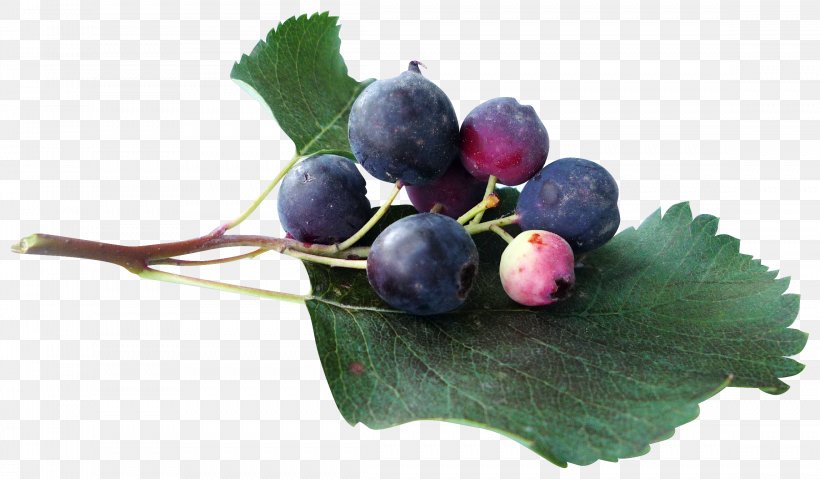 Juice Blueberry Grape Clip Art, PNG, 2296x1343px, Juice, Berry, Blueberry, Cranberry, Food Download Free