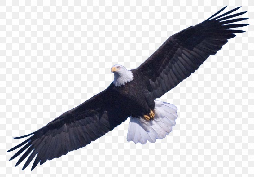 Bald Eagle Clip Art, PNG, 979x682px, Prince William Sound, Accipitriformes, Bald Eagle, Beak, Bird Download Free