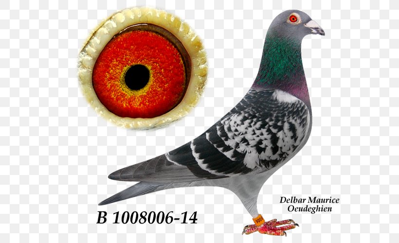 Beak, PNG, 600x500px, Beak, Bird, Organism Download Free