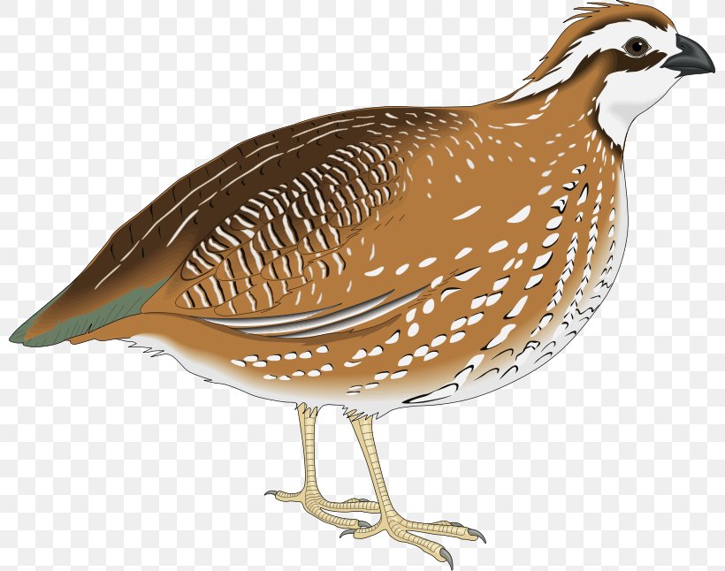 California Quail Clip Art, PNG, 800x646px, Quail, Beak, Bird, California Quail, Common Quail Download Free