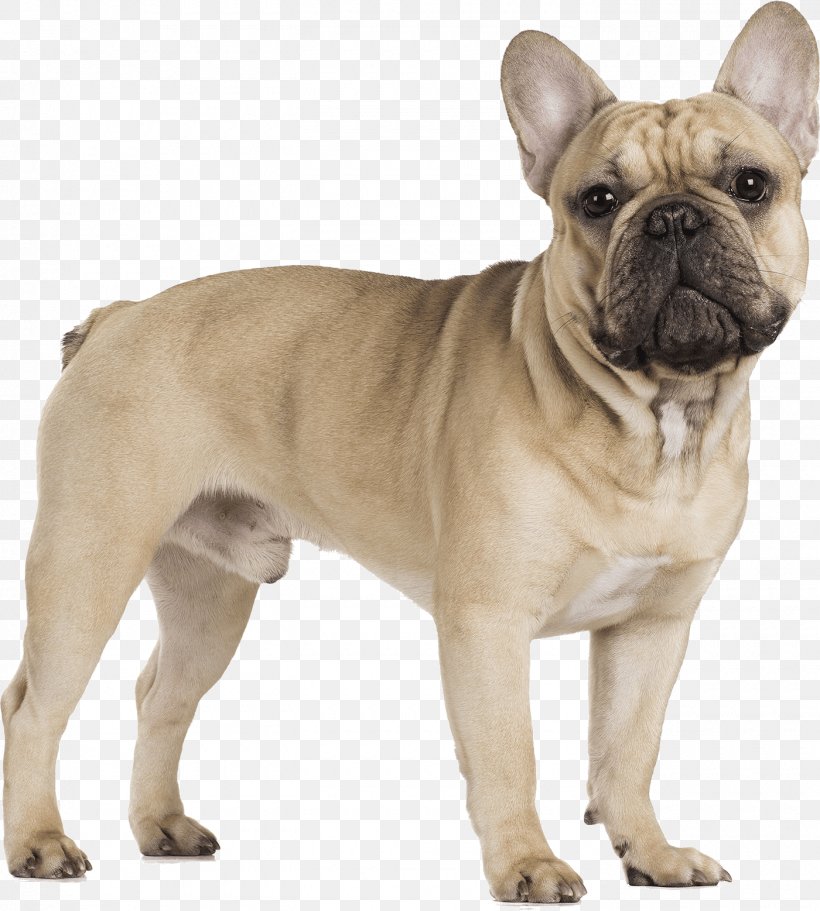 French Bulldog Puppy Pug Toy Bulldog, PNG, 1400x1557px, Bulldog, Ancient Dog Breeds, Canidae, Carnivore, Companion Dog Download Free