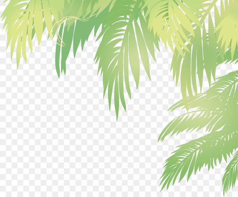 Arecaceae Leaf Euclidean Vector Coconut, PNG, 3612x2995px, Arecaceae, Arecales, Branch, Coco, Coconut Download Free