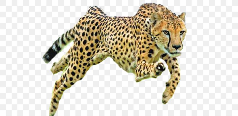 Cheetah Conservation Fund Felidae Cat Drawing, PNG, 660x400px, Cheetah, Adaptation, Anatomy, Animal, Animal Figure Download Free