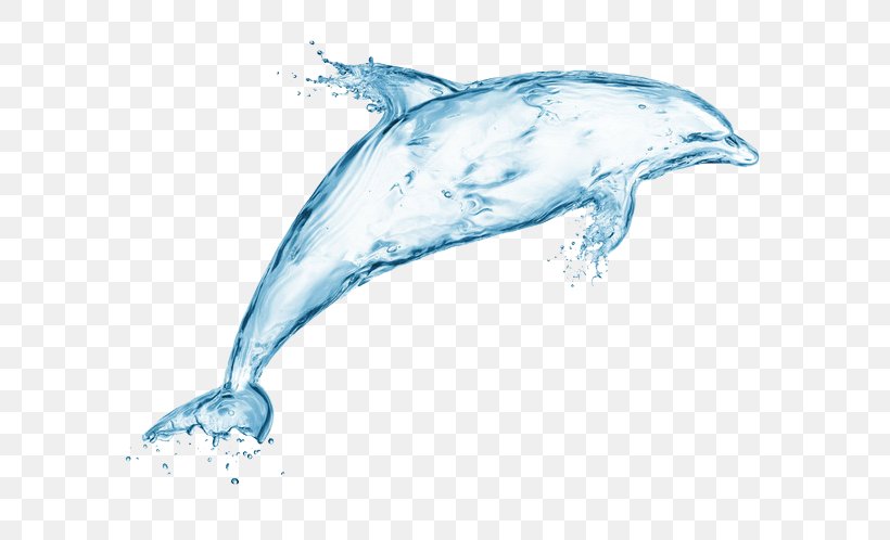 Dolphin Water Stock Photography Illustration, PNG, 658x498px, Dolphin, Animal, Art, Beak, Cetacea Download Free