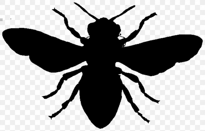 European Dark Bee Clip Art Image, PNG, 1300x831px, Bee, Arthropod, Black, Blackandwhite, European Dark Bee Download Free