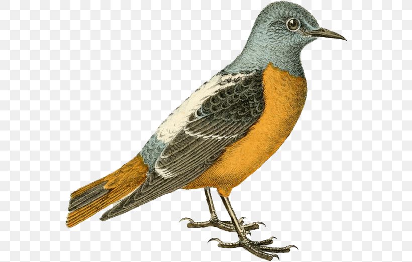 Hand-painted Birds, PNG, 564x522px, Bird, American Robin, Beak, Bird Nest, Citril Finch Download Free