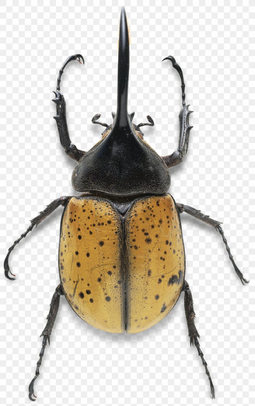 Hercules Beetle Dynastes Tityus Dung Beetle Stag Beetle, PNG, 960x1531px, Beetle, Arthropod, Dung Beetle, Dynastes, Dynastes Tityus Download Free