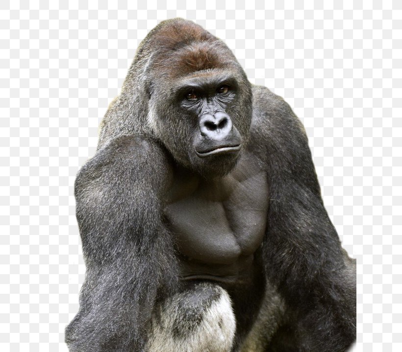 Killing Of Harambe Cincinnati Zoo & Botanical Garden Western Lowland Gorilla, PNG, 634x719px, Killing Of Harambe, Animal, Ape, Fur, Gorilla Download Free