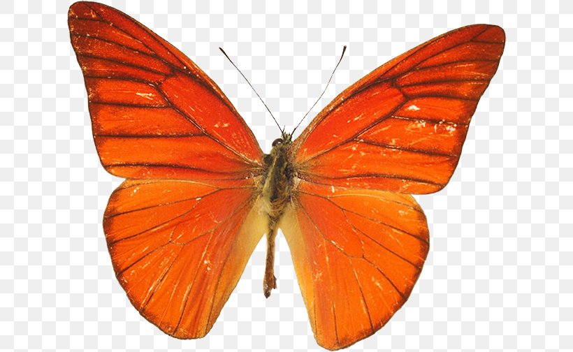 Monarch Butterfly Pieridae Gossamer-winged Butterflies Moth, PNG, 630x504px, Monarch Butterfly, Arthropod, Brush Footed Butterfly, Brushfooted Butterflies, Butterfly Download Free