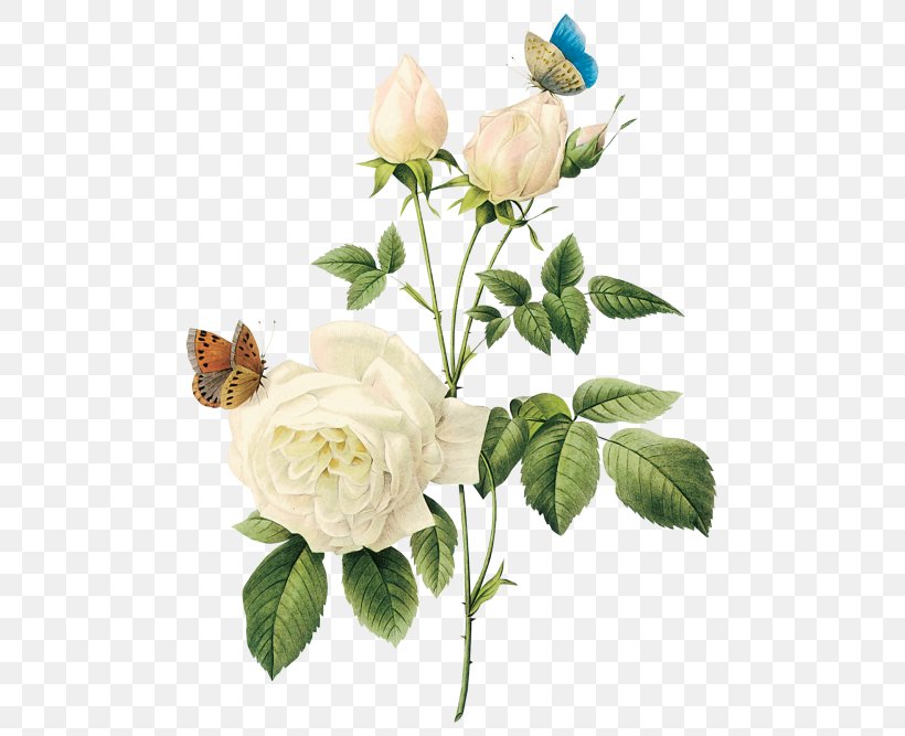 Rose Flower White, PNG, 500x667px, Rose, Clipping Path, Cut Flowers, Digital Image, Floral Design Download Free