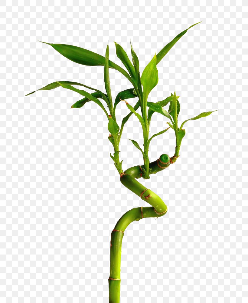 U89c0u8cdeu7af9 Lucky Bamboo Stock Photography, PNG, 699x1000px, Bamboo, Bamboe, Branch, Flower, Flowerpot Download Free