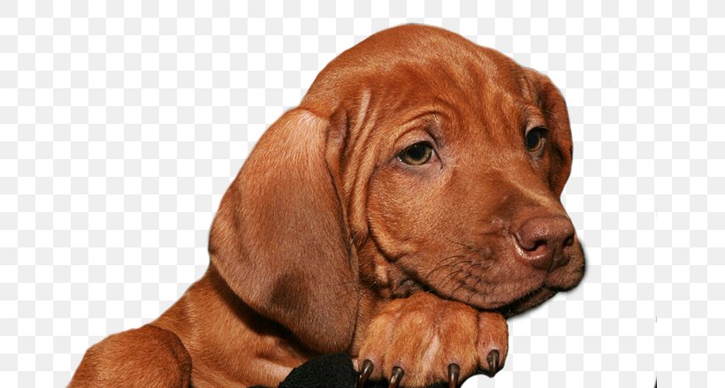 Vizsla Rhodesian Ridgeback Puppy Redbone Coonhound Dog Breed, PNG, 675x439px, Vizsla, Aretus, Black And Tan Coonhound, Breed, Carnivoran Download Free