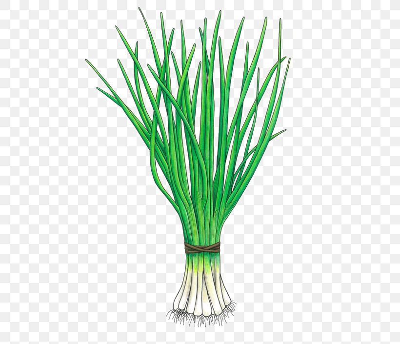 Allium Fistulosum Onion Allium Chinense Vegetable Scallion, PNG, 564x705px, Allium Fistulosum, Allium, Allium Chinense, Aquarium Decor, Commodity Download Free