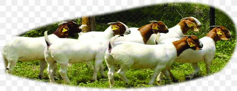 Boer Goat Beef Cattle Sheep U9b6fu897fu9ec3u725b, PNG, 2783x1078px, Boer Goat, Animal Husbandry, Aquaculture, Beef Cattle, Cattle Download Free