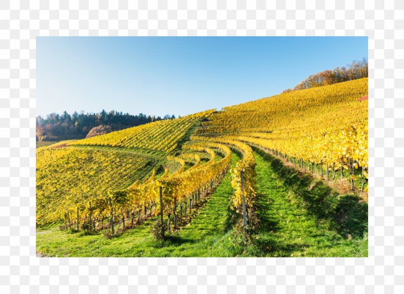 Common Grape Vine Farm Grassland Crop Sky Plc, PNG, 900x657px, Common Grape Vine, Agriculture, Crop, Farm, Field Download Free
