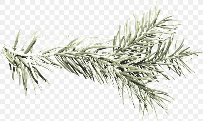 Fir Spruce Pine White Black, PNG, 3276x1954px, Fir, Black, Black And White, Branch, Conifer Download Free