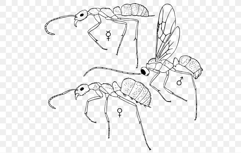 Line Art /m/02csf Drawing Cartoon Insect, PNG, 585x521px, Line Art, Area, Artwork, Black And White, Cartoon Download Free