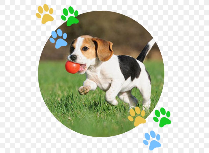 Beagle Puppy Kindergarten Dog Training Obedience Training, PNG, 600x600px, Beagle, American Kennel Club, Companion Dog, Crate Training, Cuteness Download Free