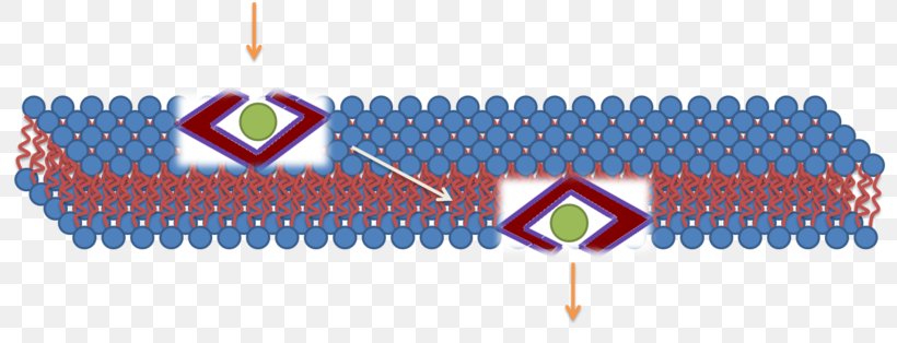 Cell-penetrating Peptide Cell Membrane Micelle, PNG, 800x314px, Cellpenetrating Peptide, Biological Membrane, Cell, Cell Membrane, Chromosomal Translocation Download Free