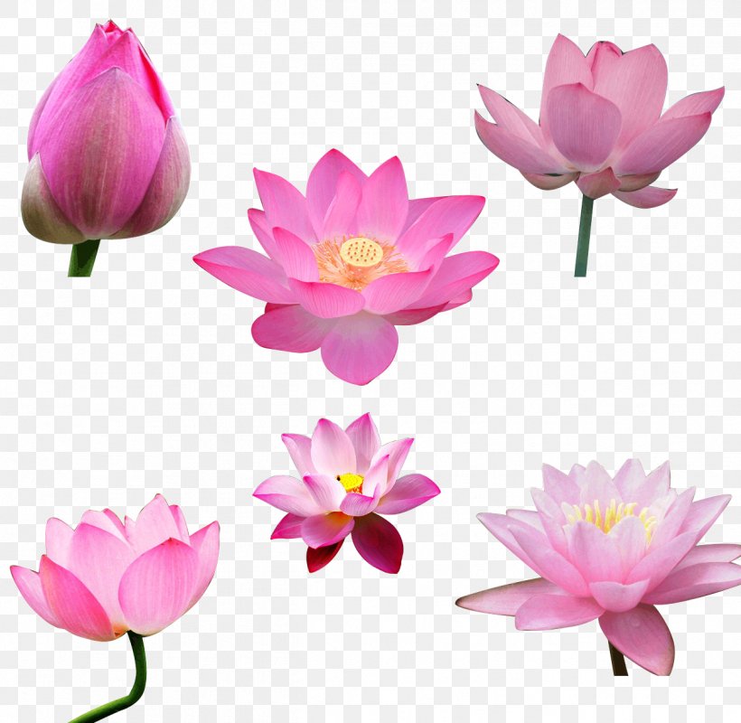 Computer File, PNG, 1261x1231px, Designer, Android, Aquatic Plant, Cut Flowers, Data Compression Download Free